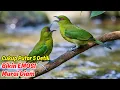 Download Lagu Suara Cucak Ijo Gacor Hutan Alam Terbaik