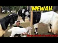 Download Lagu kambing pe jantan pacek, dara \u0026 induk (kawinan/bonak) bakal jantan\u0026betina ekonomis freeongkir jawa