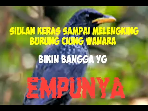 Download MP3 siulan keras melengking  ciung wanara bikin bangga yg punya