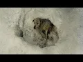 Download Lagu Four endless days in the freezing snow, wounded and weak, he waited for love to save him!