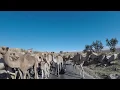 Download Lagu Eritrea road trip: Asmara to Keren