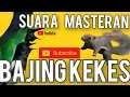 Lagu Masteran Suara Bajing Kekes Jernih masteran Murai Kacer Cucak Hijau