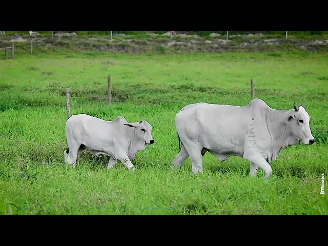 Matriz Nelore FBRA - 152