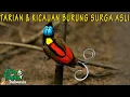 Download Lagu EKSKLUSIF! TARIAN INDAH DAN SUARA GANCOR MERDU BURUNG SURGA DARI HUTAN PEDALAMAN PAPUA