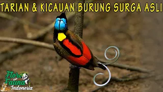 Download EKSKLUSIF! TARIAN INDAH DAN SUARA GANCOR MERDU BURUNG SURGA DARI HUTAN PEDALAMAN PAPUA MP3