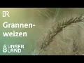 Download Lagu Grannenweizen  für den Klimawandel? | Unser Land | BR Fernsehen