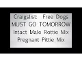 Craigslist Free Dog Rescue