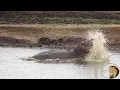 Don The Largest Hippo King Shows His Dominance In Kruger Park
