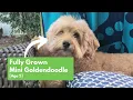 Mini Goldendoodles How Big Do They Get When Fully Grown