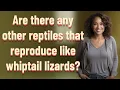 Are there any other reptiles that reproduce like whiptail lizards