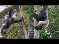 Do Silverback Gorillas Really Climb Trees