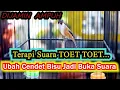 Download Lagu TERAPI SUARA TOET TOET UBAH CENDET BISU BUKA SUARA, CENDET GACOR FULL ISIAN