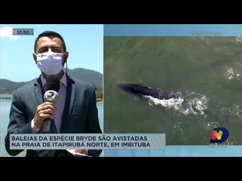 Baleias da espécie bryde são avistadas em Imbituba