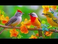Springtime bird sounds and therapeutic piano music 🌿 — gentle music that helps calm the mind.