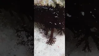 Sea Cucumbers: Fascinating Ocean Creatures! 🥒🌊 #shorts