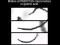 Download Lagu Motion of PEDOT/Zn micromotors in gastric acid