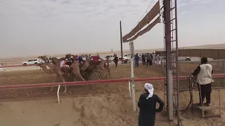 الشوط 15 شوق للسيد عزيز بخيت فطيس المنصوري توقيت 6 18 14 