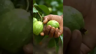 ASMR guava fruit cutting video #satisfyingvideo #asmr #shorts #guava #shortsviral