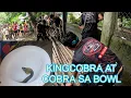 Lagu KING COBRA NASA ILALIM NG YERO AT COBRA SA TOILETTE BOWL#cobraprince 