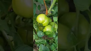 ثمار البندورة وكيف تحمر 