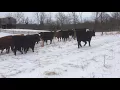 The Cattle Range Listing - 201