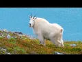 It s prime time for spotting mountain goats at these two Utah locations