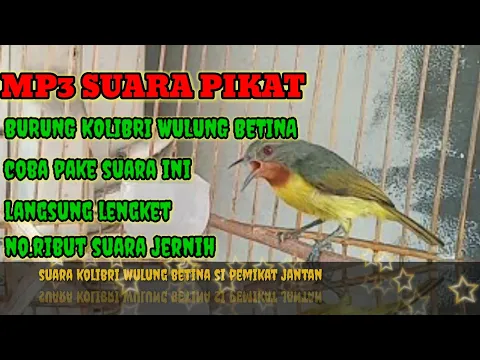 Download MP3 suara pikat burung Kolibri Wulung betina super jernih