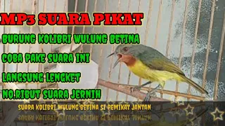 suara pikat burung kolibri wulung betina super jernih