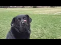 Zac Brown Band - Leaving Love Behind (OFFICIAL MUSIC VIDEO) | The Owl