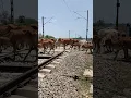 Cow Accident