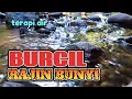 BURCIL RAJIN BUNYI, suara air terapi burung, kicauan burung dialam