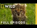The Way of the Cheetah (Full Episode) | DOCUMENTARY SPECIAL ft. Jeremy Irons | Nat Geo Animals
