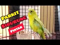Download Lagu Suara rangsangan burung parkit malas bunyi