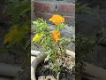 Download Lagu Marigold Plant flowers #nature #plantsofindia #india #terracegardenindia #plants #marigold
