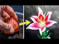 Download Lagu Lily Flower Plant Growing Time Lapse - Bulb To Blooms (95 Days)