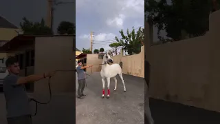 صوت الخيل الحصان العربي          دندنها