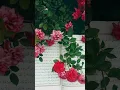 Download Lagu Most Beautiful Recitation of Surah Al-Fil by Mishary Rashid Alafasy | LoveTheQuran