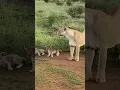 Download Lagu mother Loin and 7 cubs at South Africa