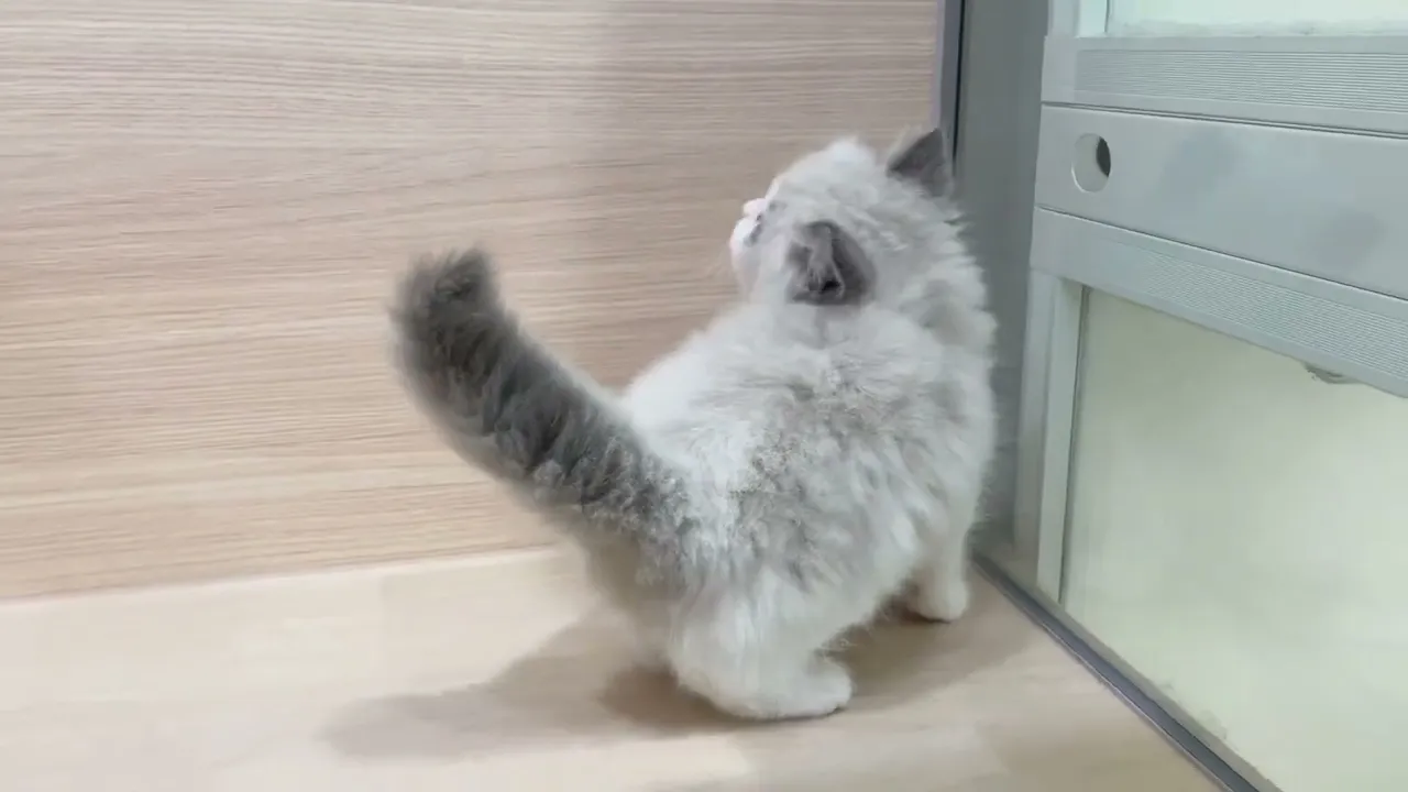 動画
