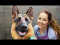 Not just any German Shepherd The FAMOUS Pal