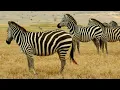 Introduction to Zoology What are Animals