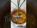 Download Lagu Sukhi Hui Tulsi ko kaise Hara Karen.