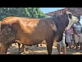 Download Lagu 15 JUTA‼️BABON SUSON MURAH MERIAH PASARE SEPI | Pasar Sapi Tubn