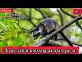 Lagu SUARA PIKAT AMPUH MUSANG MEMANGGIL TEMAN/LUWAK MEMANGGIL TEMAN/LUWAK/PARADOXURUS HERMAPHRODITUS