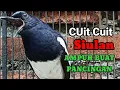 Download Lagu Cuit Cuit, Siulan Kacer buat pancingan Kacer bahan bikin cepat bunyi langsung nyaut ngeplong \u0026 GACOR
