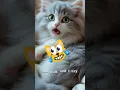 Download Lagu Adorable Cats Meowing 'I'm Sorry, Mommy!' 😻💖 #CuteCatVibes #CatSayFun #ViralPets
