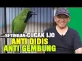 Lagu SETINGAN CUCAK IJO ANTI DIDIS ANTI GEMBUNG