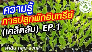 ความรู้เกษตร การปลูกผักอินทรีย์ ผักออร์แกนิค เทคนิคลงกล้าผัก (สวนบรรจงใจ) EP.1 | เกษตรแบ่งปัน 9