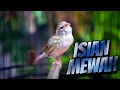 Download Lagu SUPER MEWAH! MASTERAN KENARI ISIAN BLACKTHROAT GACOR SUARA JERNIH DURASI PANJANG