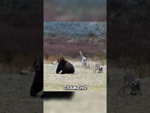 Волки окружили МЕДВЕДЯ и вот что случилось😱🔥🐺